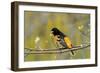 Baltimore Oriole-Lantern Press-Framed Art Print