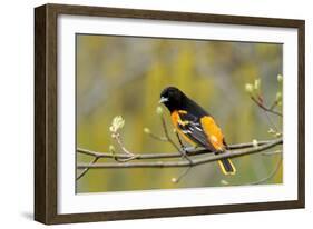 Baltimore Oriole-Lantern Press-Framed Art Print