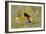 Baltimore Oriole-Lantern Press-Framed Art Print