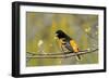 Baltimore Oriole-Lantern Press-Framed Art Print