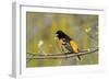 Baltimore Oriole-Lantern Press-Framed Art Print