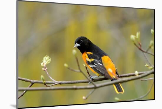 Baltimore Oriole-Lantern Press-Mounted Art Print