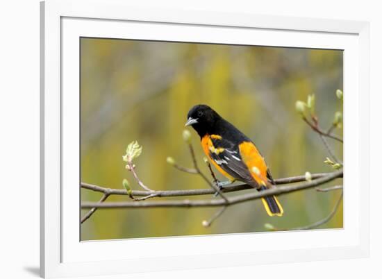 Baltimore Oriole-Lantern Press-Framed Art Print