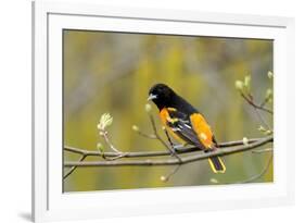 Baltimore Oriole-Lantern Press-Framed Art Print