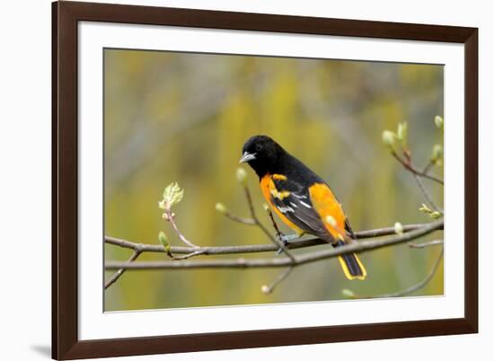 Baltimore Oriole-Lantern Press-Framed Art Print