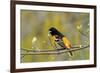 Baltimore Oriole-Lantern Press-Framed Art Print