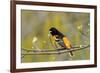 Baltimore Oriole-Lantern Press-Framed Art Print