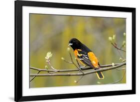 Baltimore Oriole-Lantern Press-Framed Art Print