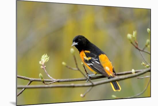 Baltimore Oriole-Lantern Press-Mounted Art Print