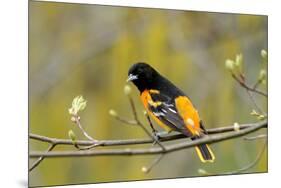 Baltimore Oriole-Lantern Press-Mounted Art Print