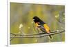 Baltimore Oriole-Lantern Press-Framed Art Print