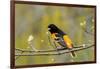 Baltimore Oriole-Lantern Press-Framed Art Print