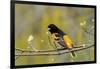 Baltimore Oriole-Lantern Press-Framed Art Print