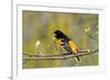 Baltimore Oriole-Lantern Press-Framed Premium Giclee Print