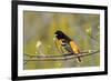 Baltimore Oriole-Lantern Press-Framed Premium Giclee Print