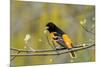 Baltimore Oriole-Lantern Press-Mounted Premium Giclee Print