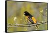 Baltimore Oriole-Lantern Press-Framed Stretched Canvas