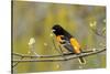 Baltimore Oriole-Lantern Press-Stretched Canvas