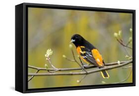 Baltimore Oriole-Lantern Press-Framed Stretched Canvas