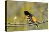 Baltimore Oriole-Lantern Press-Stretched Canvas