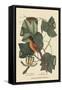 Baltimore Oriole-Mark Catesby-Framed Stretched Canvas