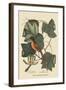 Baltimore Oriole-Mark Catesby-Framed Art Print