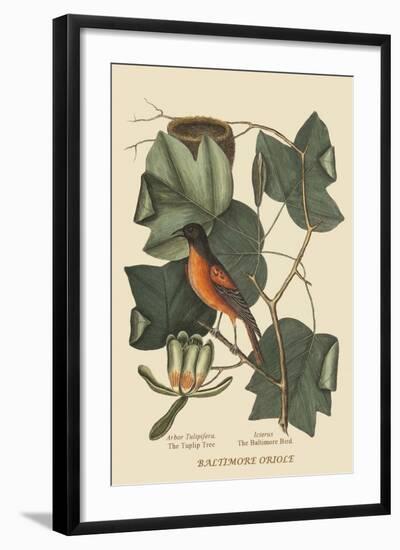 Baltimore Oriole-Mark Catesby-Framed Art Print