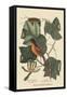 Baltimore Oriole-Mark Catesby-Framed Stretched Canvas