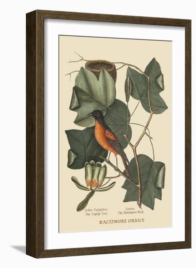 Baltimore Oriole-Mark Catesby-Framed Art Print