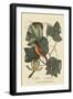 Baltimore Oriole-Mark Catesby-Framed Art Print