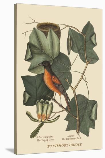 Baltimore Oriole-Mark Catesby-Stretched Canvas