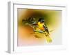 Baltimore Oriole-Spencer Williams-Framed Giclee Print