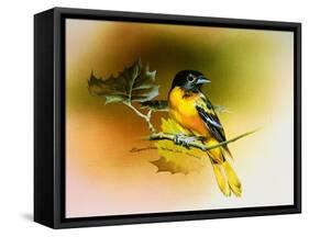 Baltimore Oriole-Spencer Williams-Framed Stretched Canvas