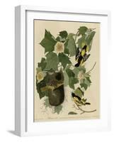 Baltimore Oriole-null-Framed Giclee Print