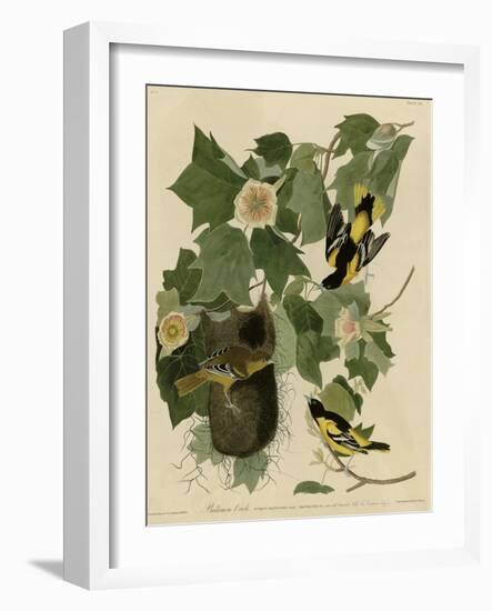 Baltimore Oriole-null-Framed Giclee Print