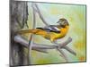 Baltimore Oriole-Angeles M Pomata-Mounted Giclee Print