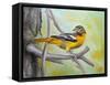 Baltimore Oriole-Angeles M Pomata-Framed Stretched Canvas
