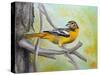 Baltimore Oriole-Angeles M Pomata-Stretched Canvas