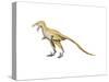 Bambiraptor Dinosaur-null-Stretched Canvas