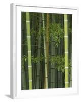 Bambloo Forest, Sagano, Arashiyama, Kyoto, Japan-Rob Tilley-Framed Photographic Print