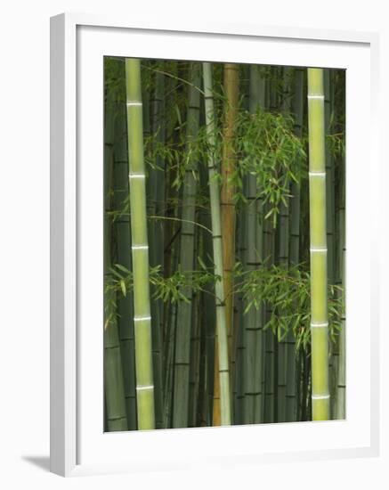 Bambloo Forest, Sagano, Arashiyama, Kyoto, Japan-Rob Tilley-Framed Photographic Print