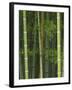 Bambloo Forest, Sagano, Arashiyama, Kyoto, Japan-Rob Tilley-Framed Photographic Print