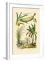 Bamboo, 1833-39-null-Framed Giclee Print