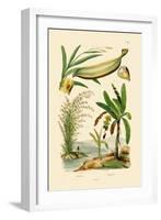 Bamboo, 1833-39-null-Framed Giclee Print