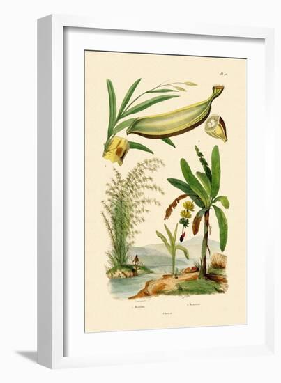 Bamboo, 1833-39-null-Framed Giclee Print