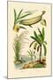 Bamboo, 1833-39-null-Mounted Giclee Print