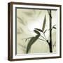 Bamboo #1-Alan Blaustein-Framed Photographic Print