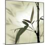 Bamboo #1-Alan Blaustein-Mounted Photographic Print