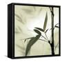 Bamboo #1-Alan Blaustein-Framed Stretched Canvas