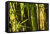 Bamboo Afternoon I-Rita Crane-Framed Stretched Canvas